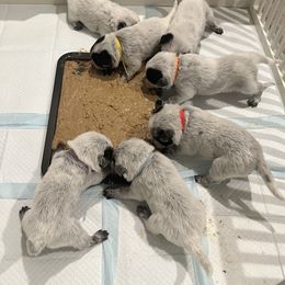 Australian Cattle Dog Puppies from Folie à Deux Australian Cattle Dogs