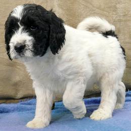 Bernedoodle and Goldendoodle Puppies from Doodles are Amazing