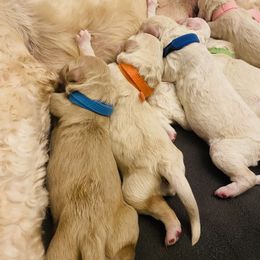 Goldendoodle Puppies from Lakeside Doodles