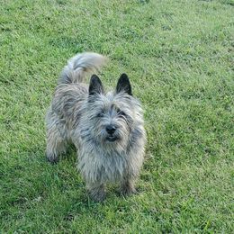 Cairn Terrier Puppies from Ferguson's Cairn Terriers
