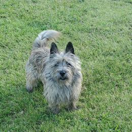 Cairn Terrier Puppies from Ferguson's Cairn Terriers