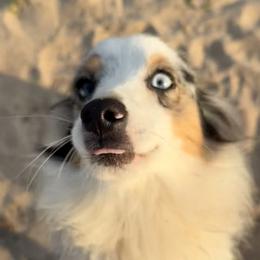 Toy Australian Shepherds from Blue Stem Companions