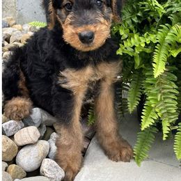 Airedale Terrier, Lakeland Terrier, and Welsh Terrier Puppies from Anne's Pups