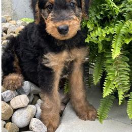 Airedale Terrier, Lakeland Terrier, and Welsh Terrier Puppies from Anne's Pups