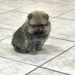 Tyler - Cream sable male Pomeranian puppy in Saginaw, Michigan from O'My Heart Pomeranians