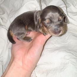 Velma - Gray (blue) female Dachshund puppy in Eufaula, Alabama from B’s Dachshunds