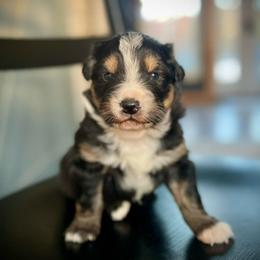 Amor - Black tri male Miniature Australian Shepherd puppy in St.James, Missouri from Vineyard Ridge Mini Aussies
