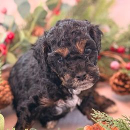 Henry - Brown white and tan male Cockapoo puppy in Saint Louis, Missouri from Jax Doodles