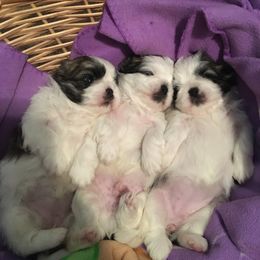 Shih Tzu Puppies from Sugar Paws Heavenly Shih Tzu’s