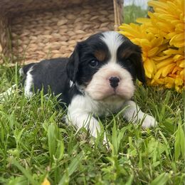 AKC Tri Male - Tri-color male Cavalier King Charles Spaniel puppy in Bastrop, Texas from Puppy PlayPen