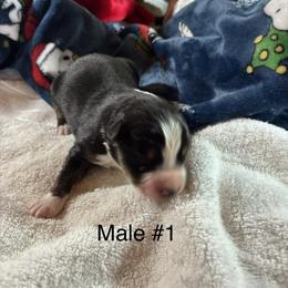 Black tri 1 - Black tri-color male Australian Shepherd puppy in Loganville, Georgia from Howell Aussies