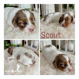 Scout - AKC - Silky - Chocolate and tan male Dachshund puppy in Kemp, Texas from Koli Acres