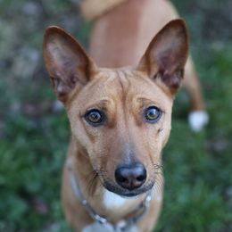 Basenjis from Dibu Basenjis