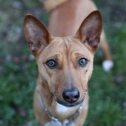 Basenjis from Dibu Basenjis
