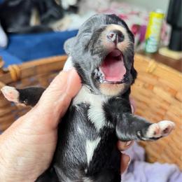 Cabernet - Black male Miniature Schnauzer puppy in Temple, Texas from Schnauzers Of Taylor