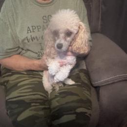 Macy - Poodle