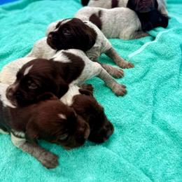 Bay - Brown and gray female Wirehaired Pointing Griffon puppy in Shelbyville, Texas from AndersonK9Kennels Bayou Beards