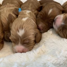 Cockapoo Puppies from ApplebyFarm