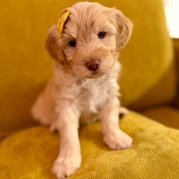 Zeus - Red  male Goldendoodle puppy in Brooklyn, New York from Doodle of NY