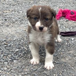 JAWZ - Brindle male Border Collie puppy in Berkeley Springs, West Virginia from Sagehill Agility