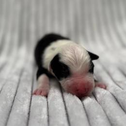 Lyric - Black and white female Border Collie puppy in Fortson, Georgia from Southern Wind Farms
