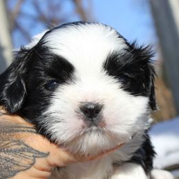 Falcon - Black and white male Shih Tzu puppy in Warren, Michigan from Danielle's Yorkie & Shih Tzu Babies