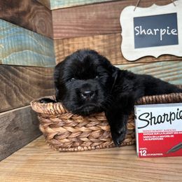 Sharpie - Black female Newfoundland puppy in Tully, New York from Bear Paw Newfoundlands