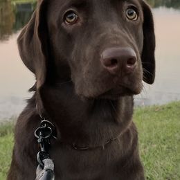Labrador Retriever All Grown Up from Helping Hounds USA