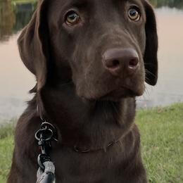 Labrador Retriever All Grown Up from Helping Hounds USA