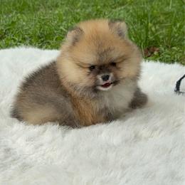 Prince Teddy Bear Face - Orange sable male Pomeranian puppy in Florida from Puppies Forever 💙❤️🐶