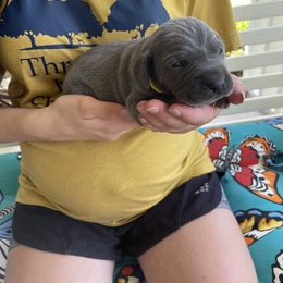 Girl 4 - Blue Weimaraner puppy in Huntingdon, Tennessee from Three Oak’s Kennel