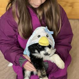 Aussiedoodle Puppies from Crystal Ridge Doodles