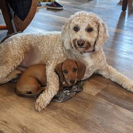 Dachshund All Grown Up from Koser’s Miniature Dachshunds
