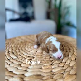 Girl 1 - Red  female Goldendoodle puppy in Glendale, Arizona from Follow Your Bliss Doodles