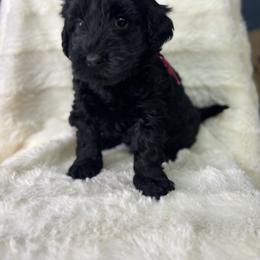Melon - Black female Goldendoodle puppy in Cleveland, Georgia from The O.G. Doodles
