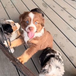 Hank - Red tri-color male Miniature American Shepherd puppy in Prairie Grove, Arkansas from IQ Farms