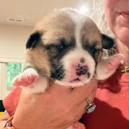 Purple girl - Red female Pembroke Welsh Corgi puppy in Woodinville, Washington from Heatherland Corgis