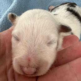 Zero - White blue merle and tan male Shetland Sheepdog puppy in Kerville, Texas from Cedar Hill Kennels