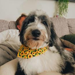 Australian Mountain Doodle and Bernedoodle All Grown Up from Country Creek Doodles