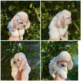 Barbie - Buff female Cocker Spaniel puppy in Oregon from Doc's Cockers