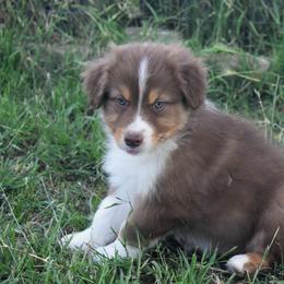 Bandit - Red tri-color male Australian Shepherd puppy in San Tan Valley, Arizona from Mott Ranch - Blazin' Sun Aussies