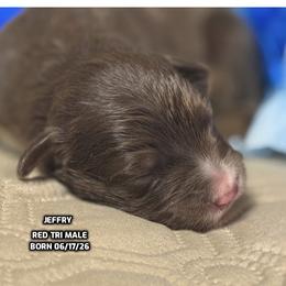 Jeffry - Red tri-color male Australian Shepherd puppy in Bethany, Connecticut from Wynter Thyme Manor Australian shepherds