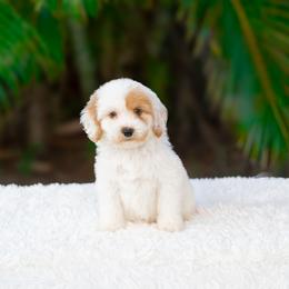 Dewey - Parti male Goldendoodle puppy in Fort Myers, Florida from Corgis & Doodles