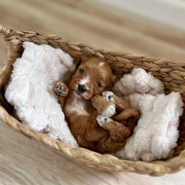 Ginger - Red  female Goldendoodle puppy in San Jose, California from Doodle Amore
