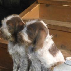 Spinone Italiano Puppies from Maple Hollow Spinone