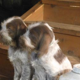 Spinone Italiano Puppies from Maple Hollow Spinone