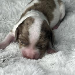 Chocolate and tan piebald dapple boy - Dapple male Dachshund puppy in Payette, Idaho from NT Mini Doxies