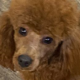 Poodles from Country Acre Poodles