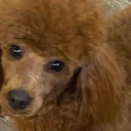 Poodles from Country Acre Poodles