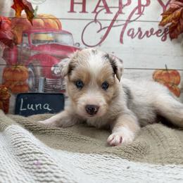 Luna - Blue merle female Australian Shepherd puppy in Purcell, Oklahoma from Lewis Aussie’s & Corgi’s